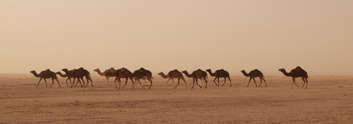 Kamele im Sandsturm