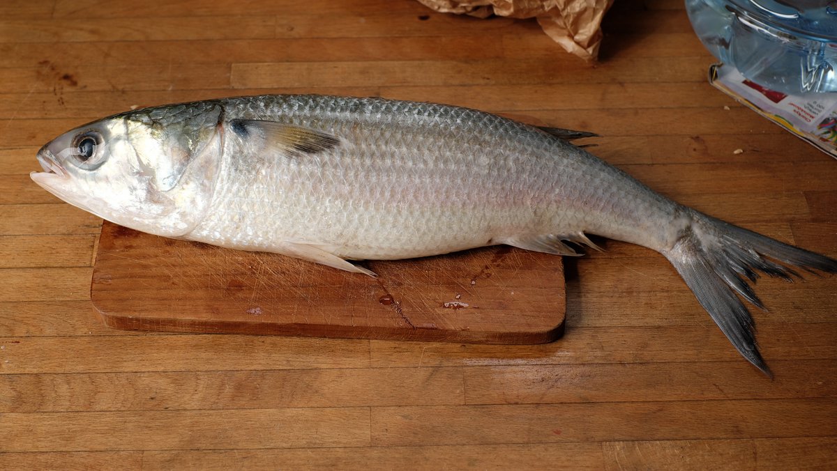 Fisch Plage Blanche