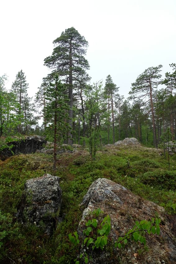 Finnland Stromschnell