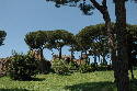 147_ins_Palatinum.htm