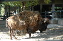 204_Zoo.htm