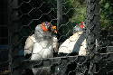 211_Zoo.htm
