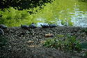 215_Zoo.htm