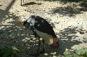 222_Zoo.htm