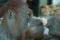 227_Zoo.htm