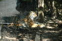 232_Zoo.htm