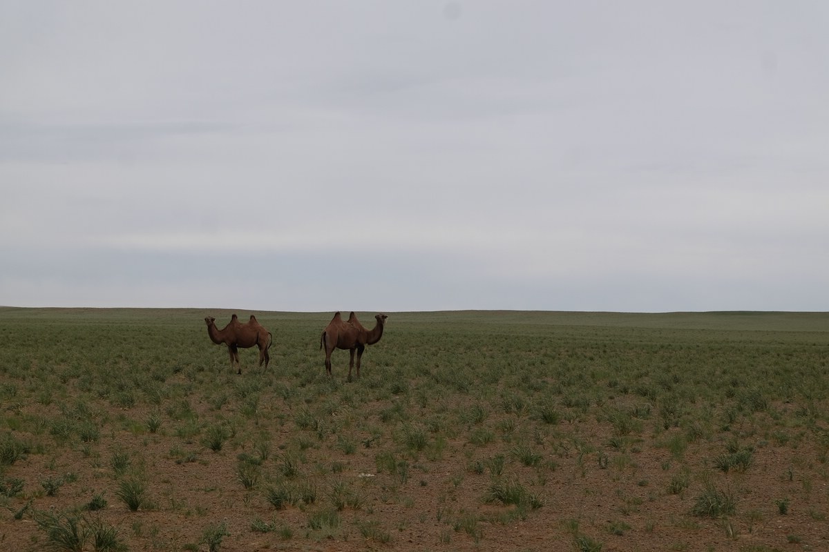 Gobi