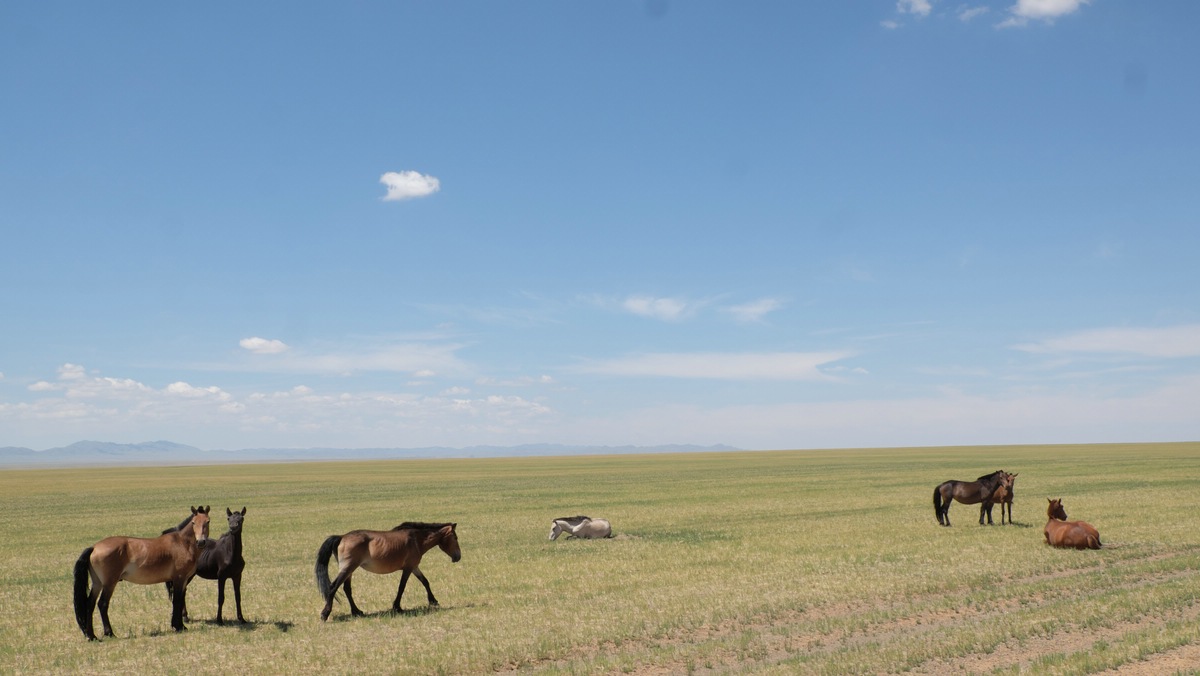 Gobi