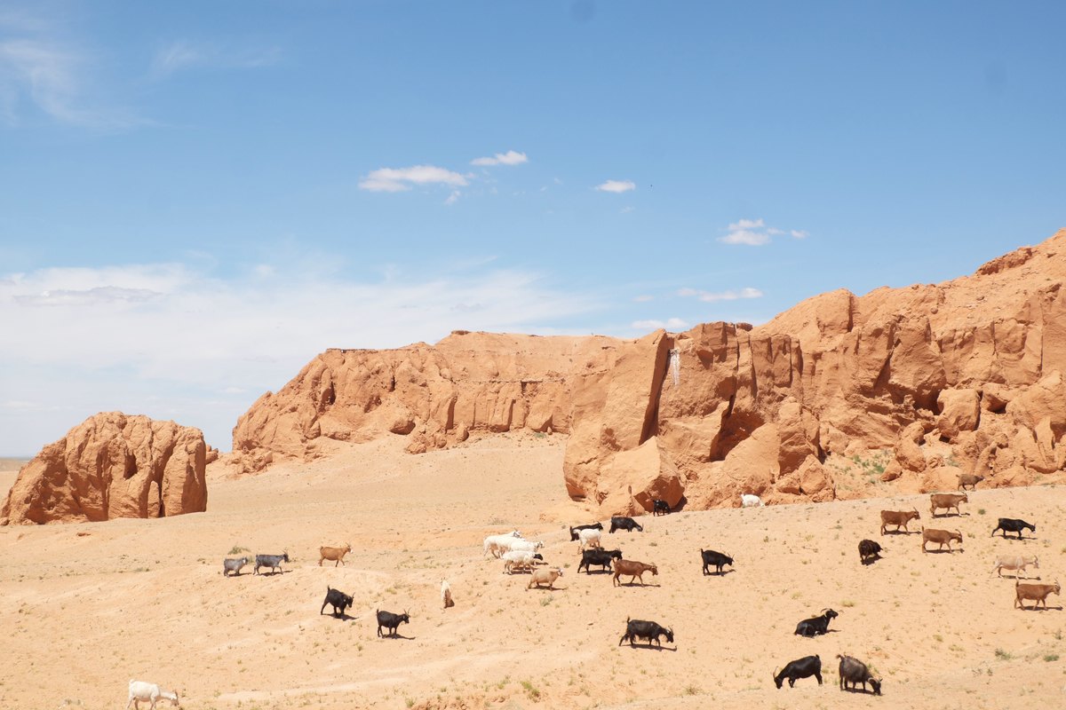 Gobi