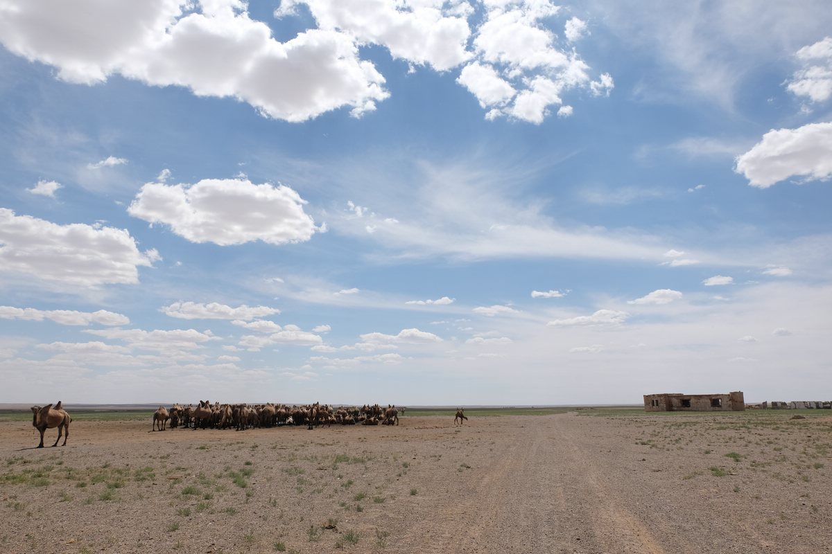 Gobi