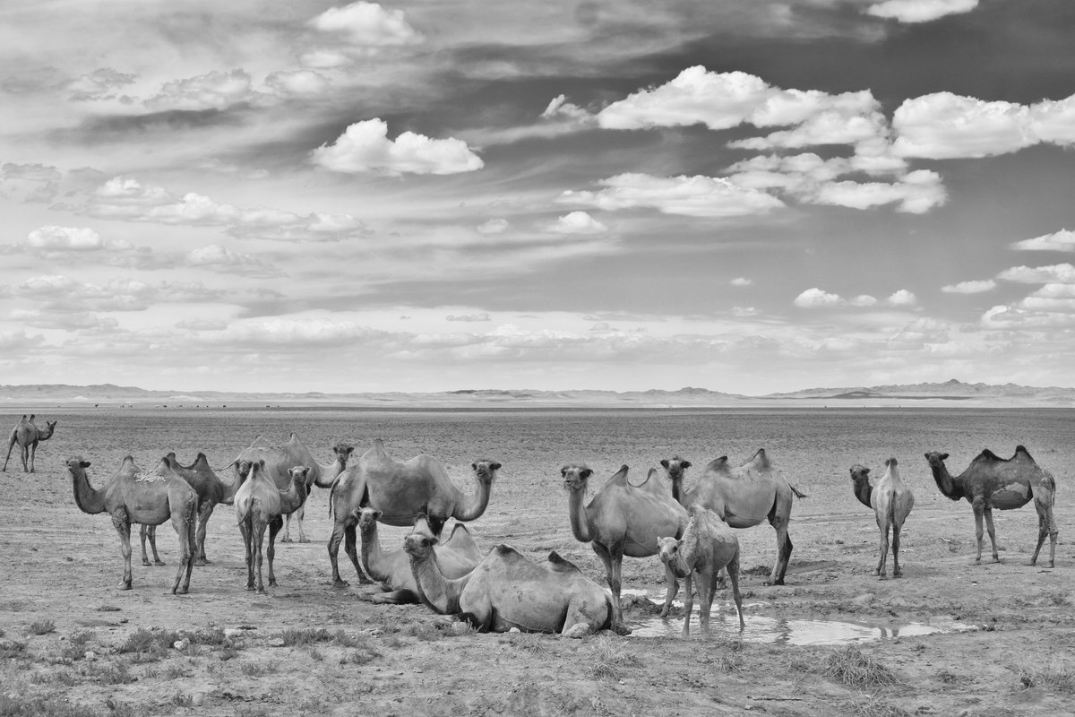 Gobi