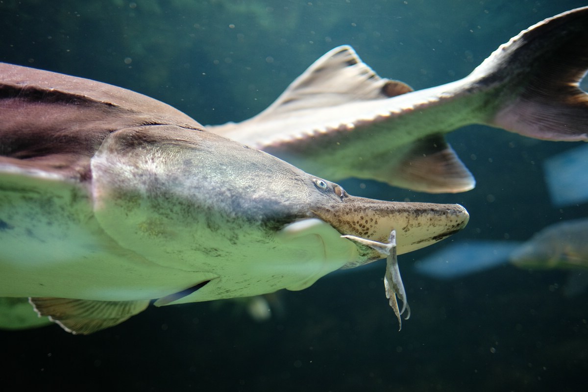 Aquarium