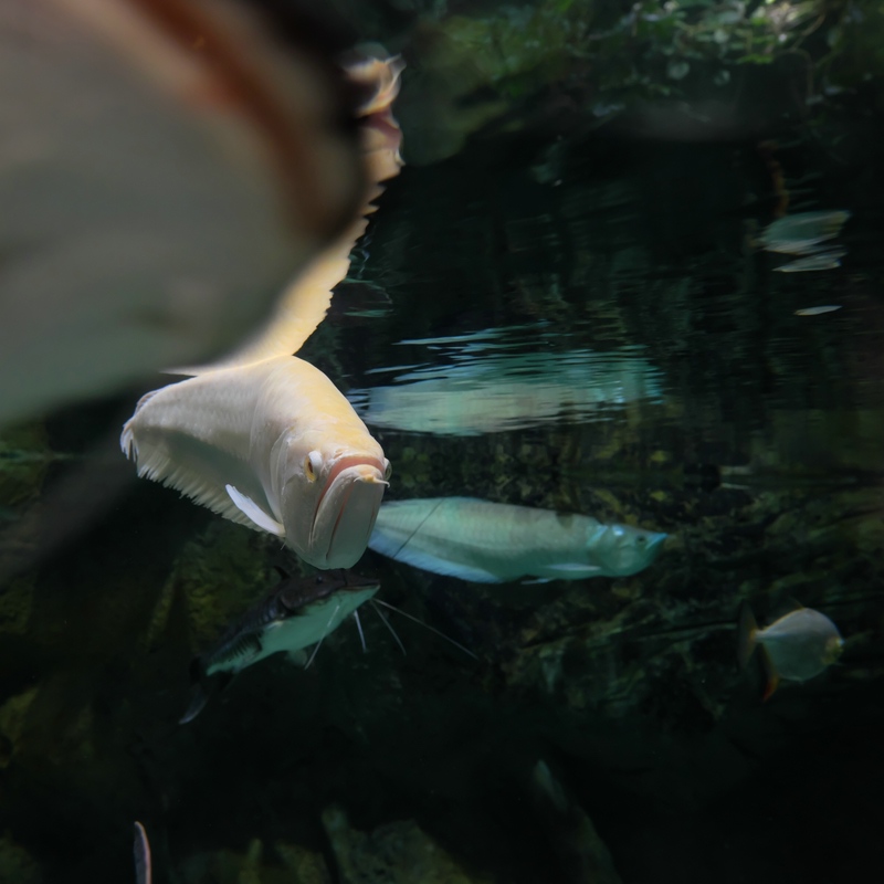Aquarium