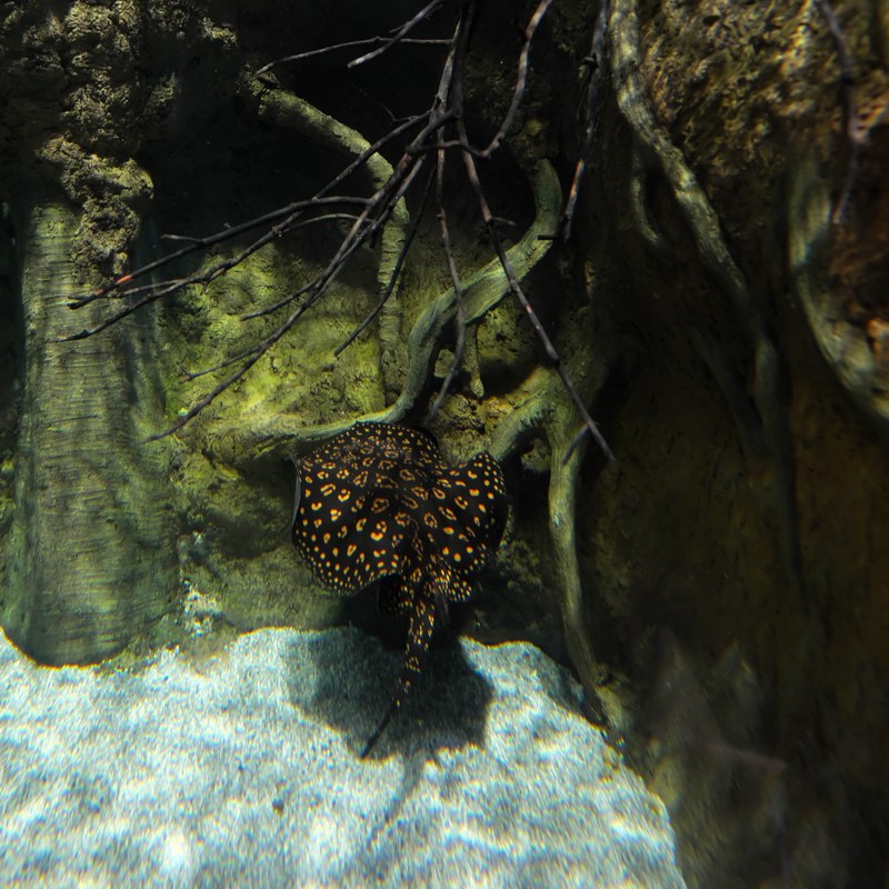 Aquarium