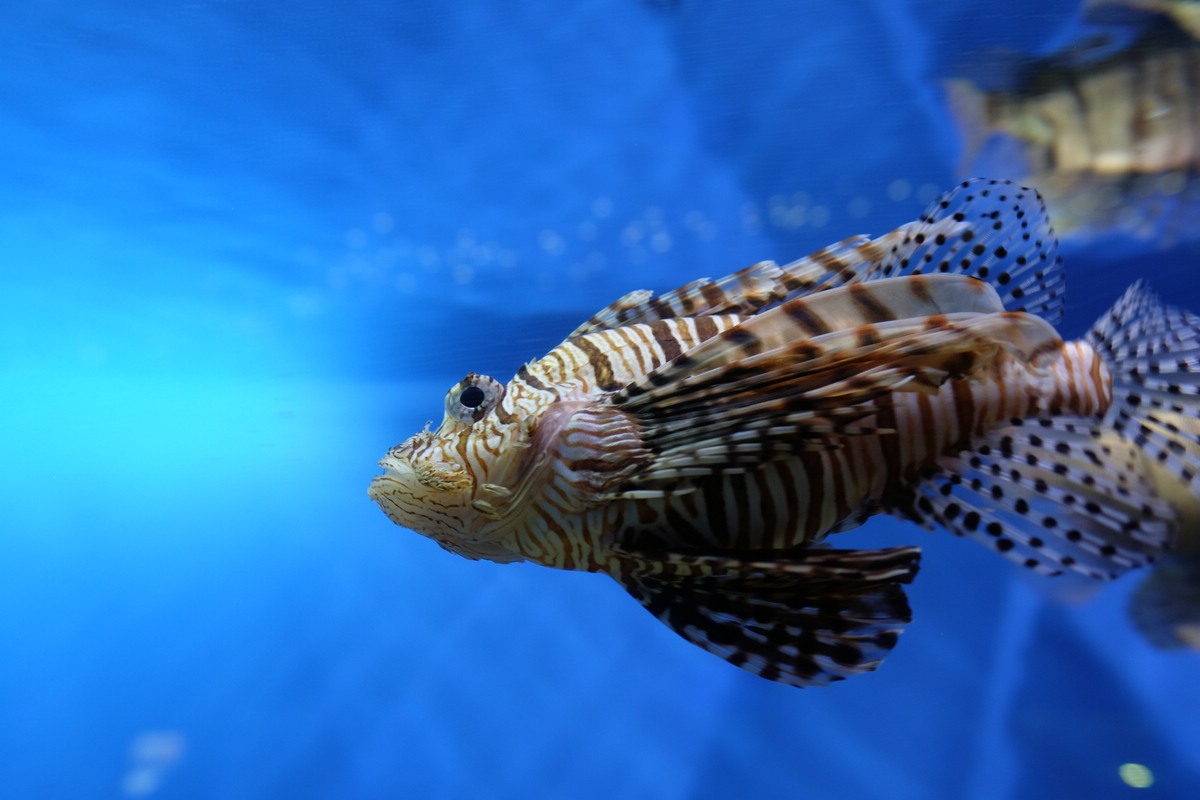 Aquarium