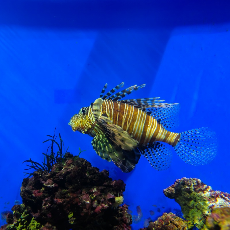 Aquarium