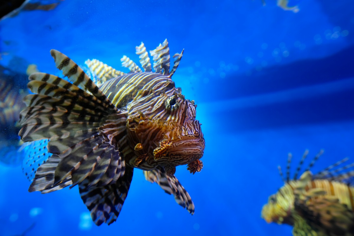 Aquarium