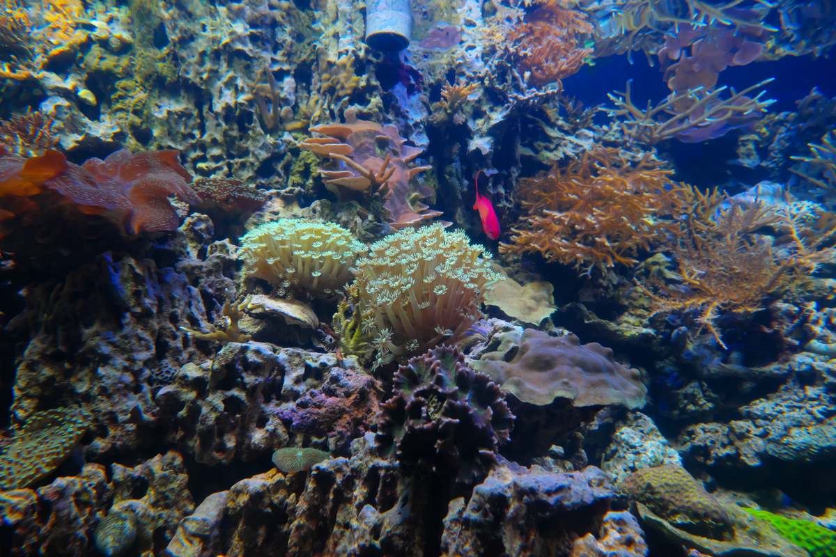 Aquarium