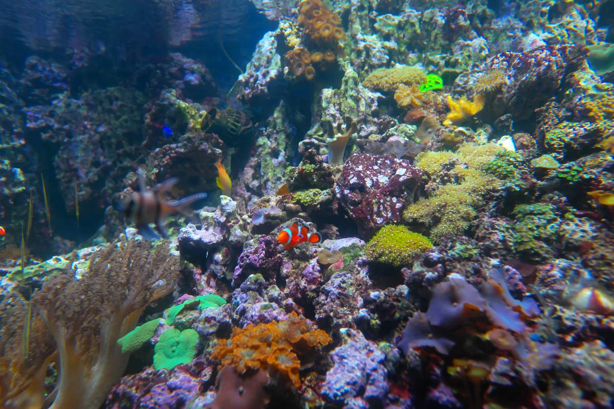 Aquarium