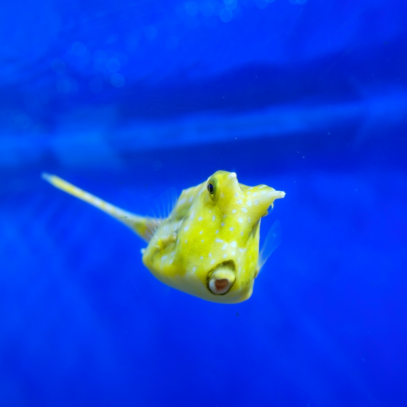 Aquarium