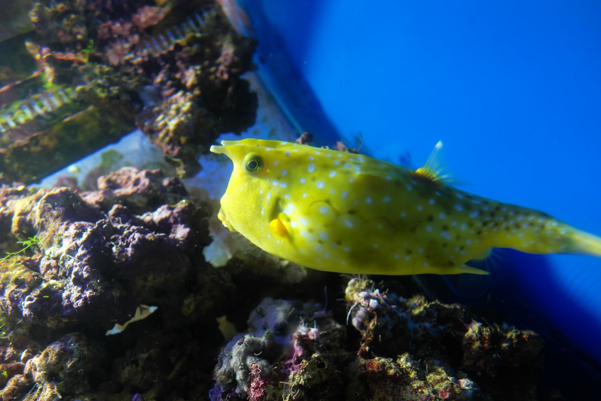 Aquarium