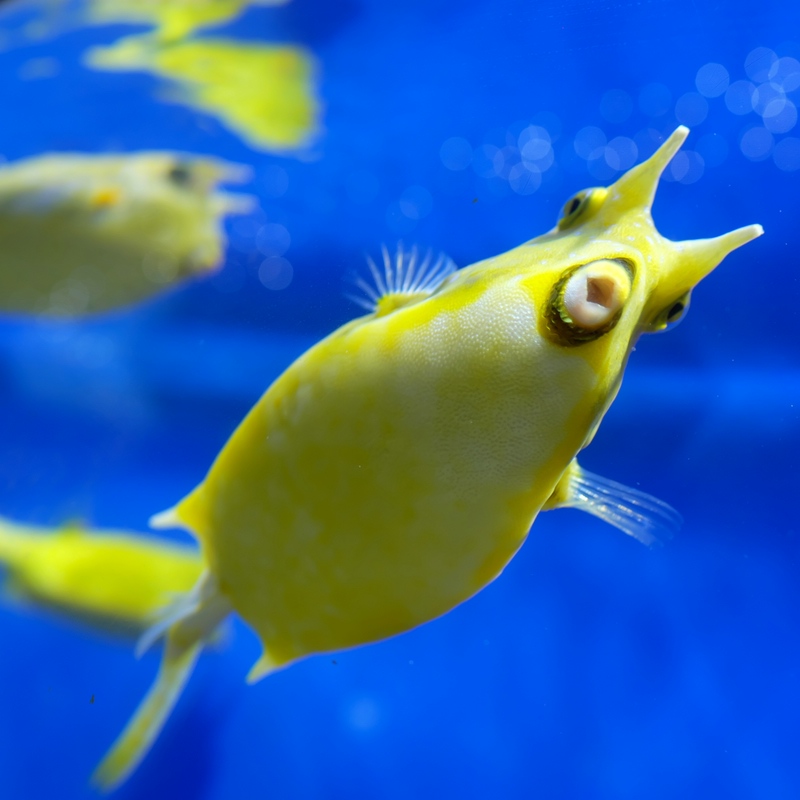 Aquarium