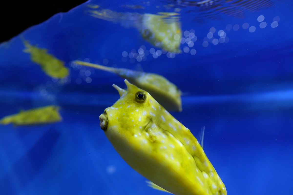 Aquarium