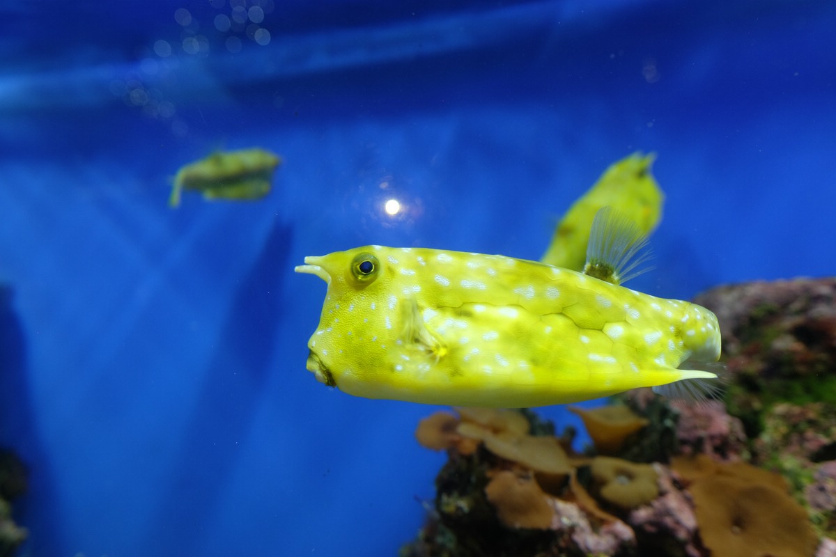 Aquarium