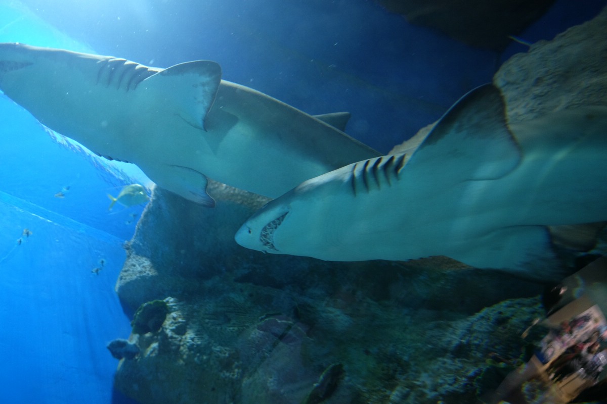 Aquarium