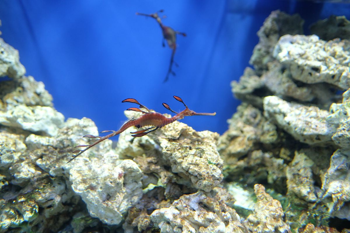Aquarium