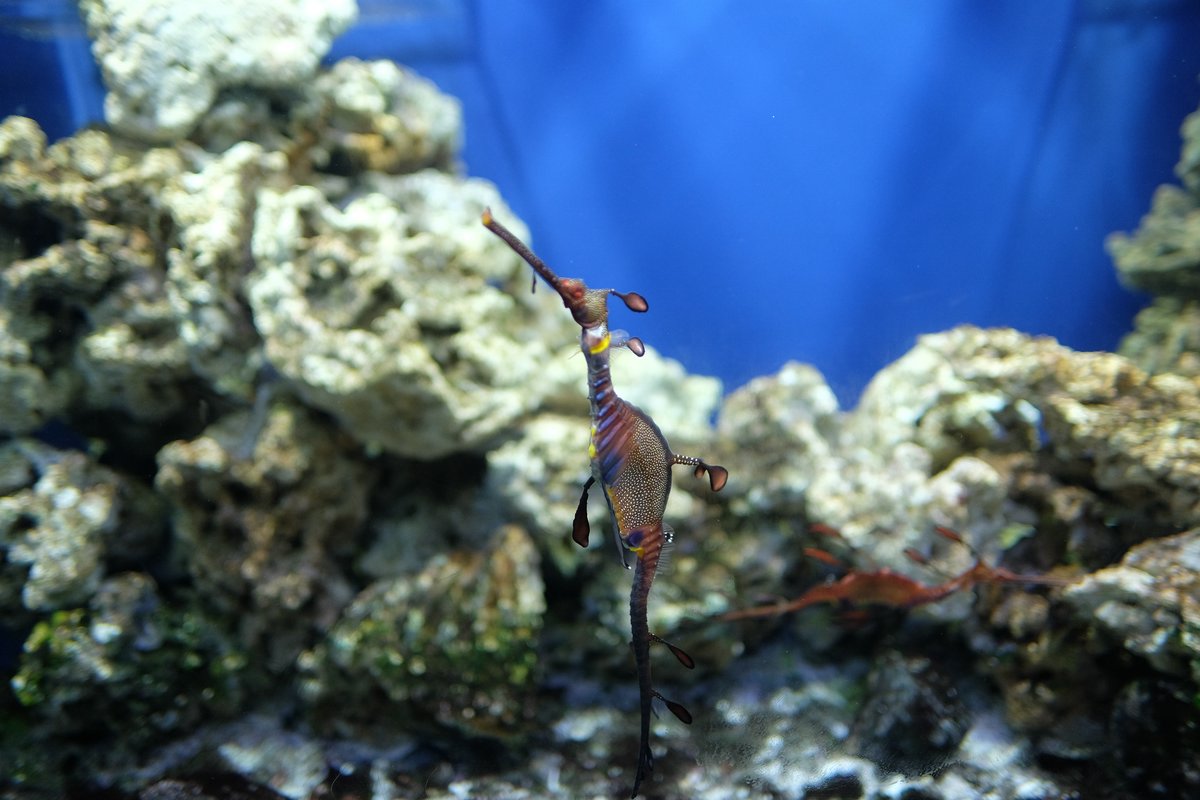 Aquarium