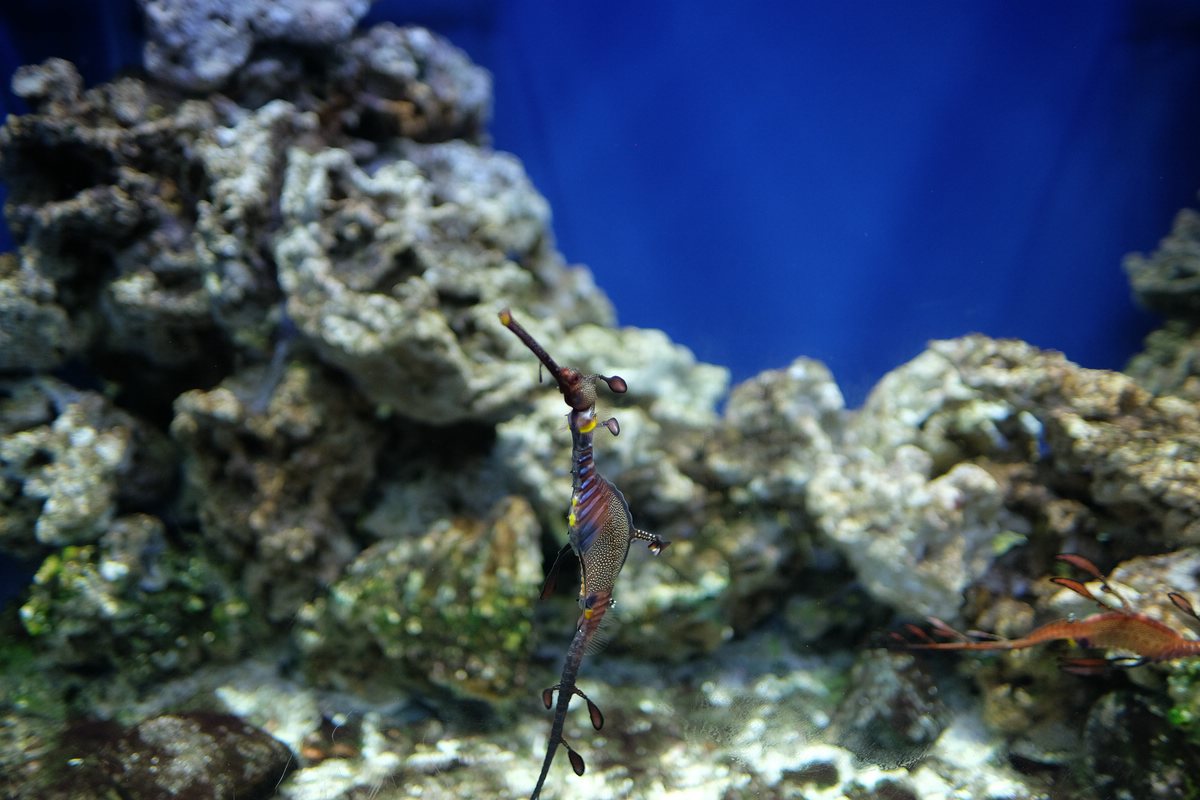 Aquarium