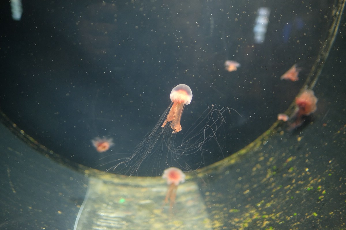 Aquarium