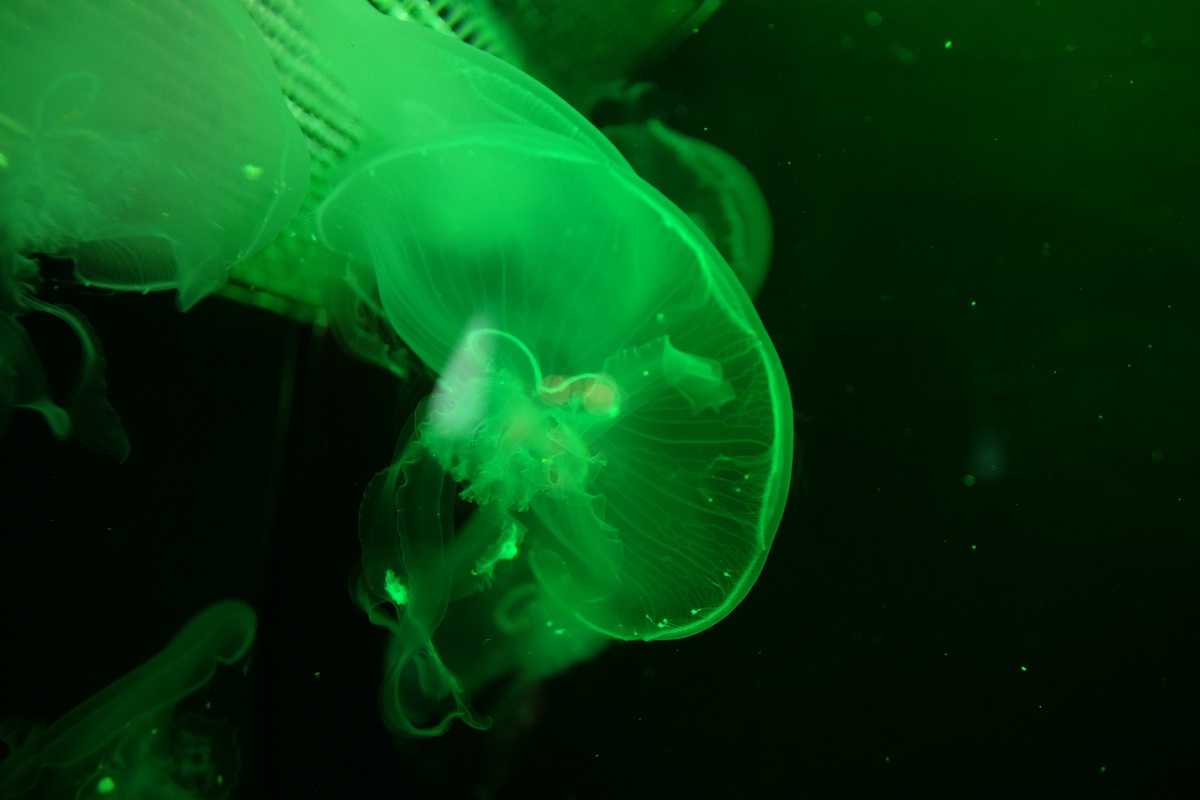 Aquarium