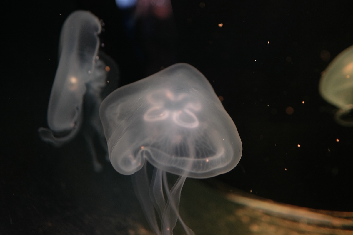 Aquarium