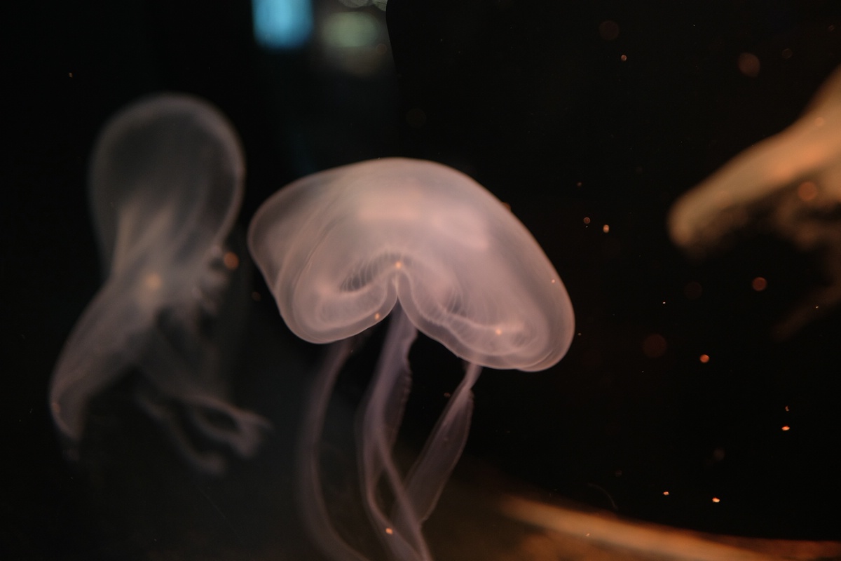 Aquarium