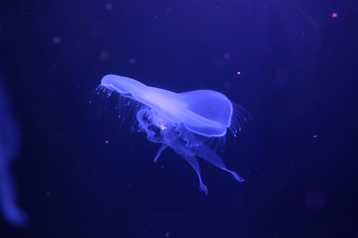 Aquarium