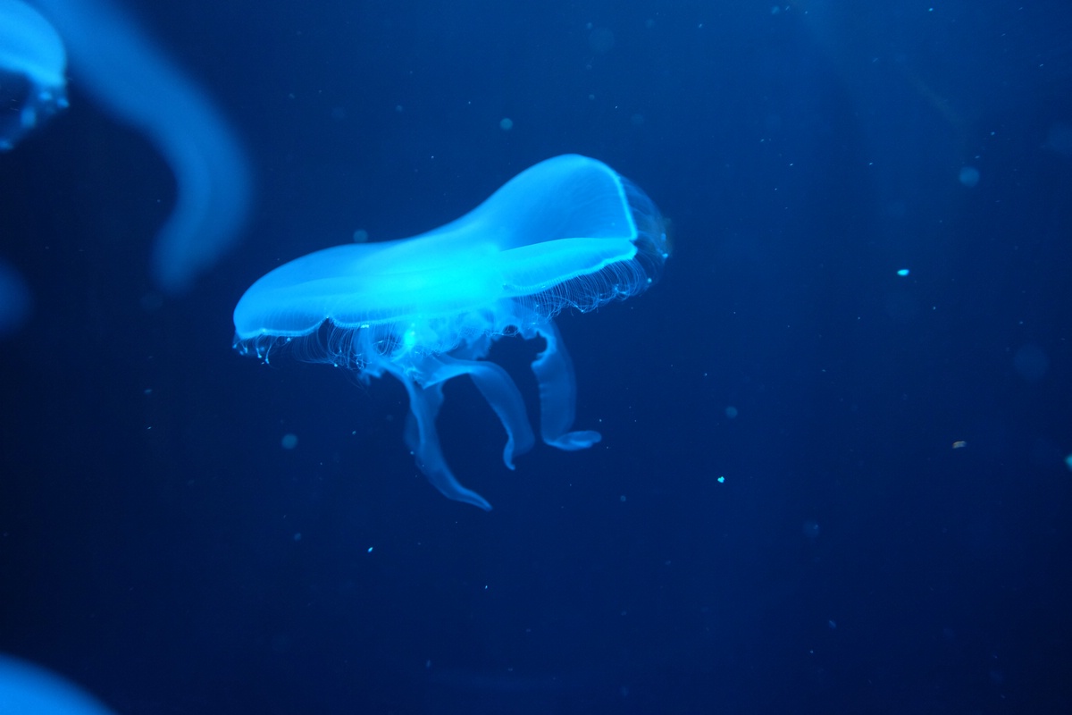 Aquarium