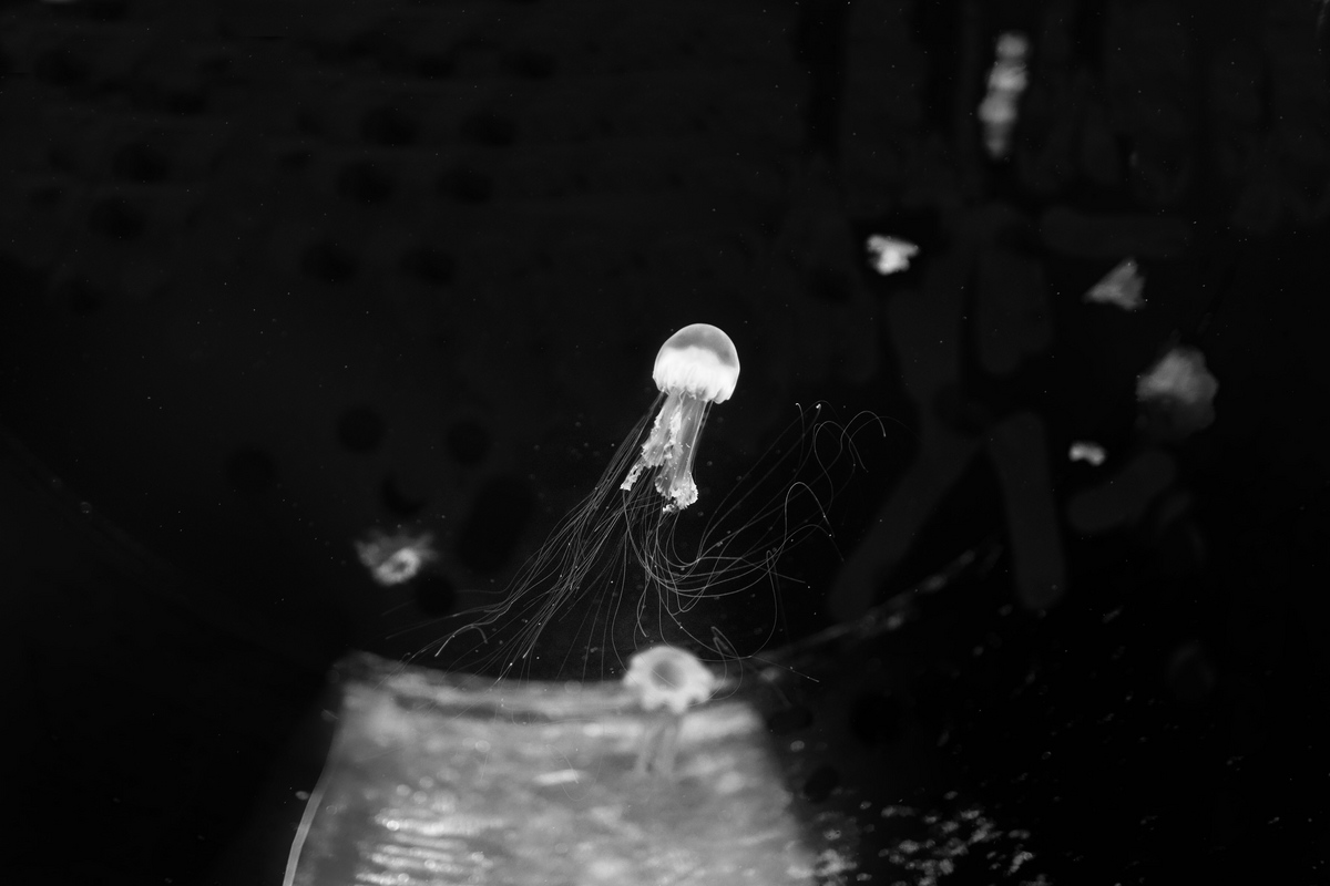 Aquarium