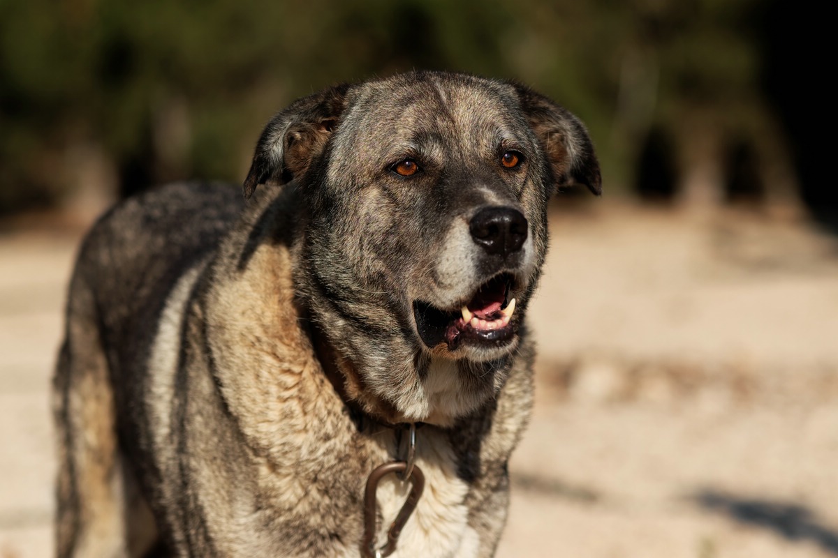 Wachhund