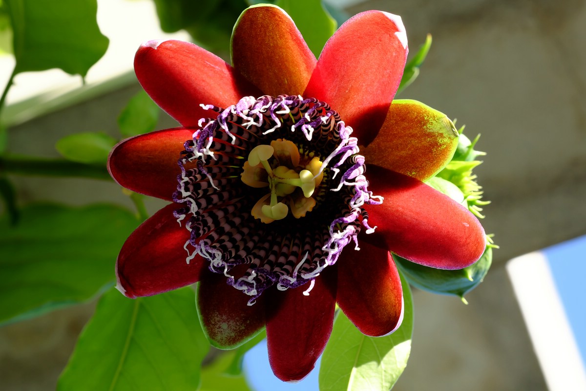 Blume