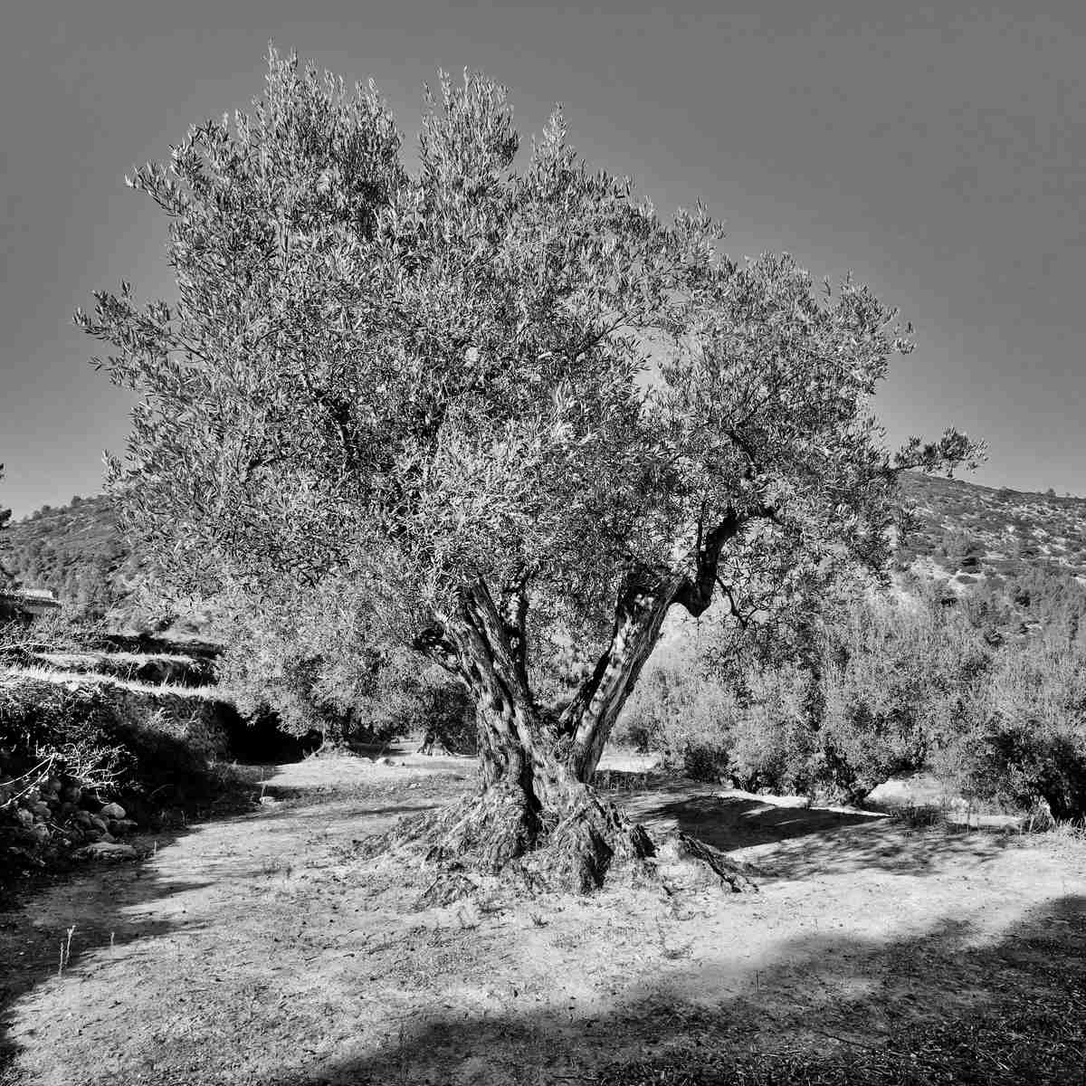Olivenbaum