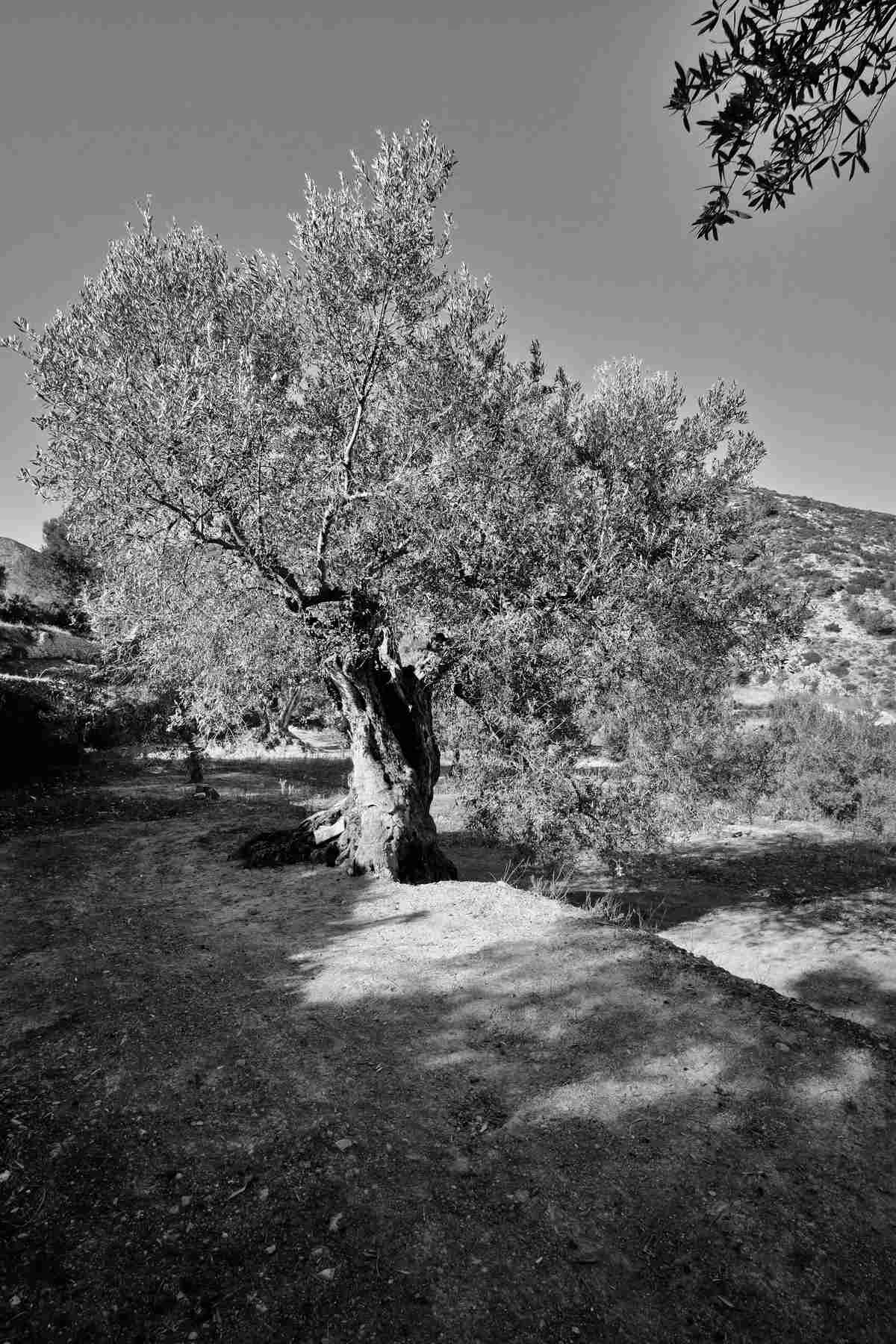 Olivenbaum