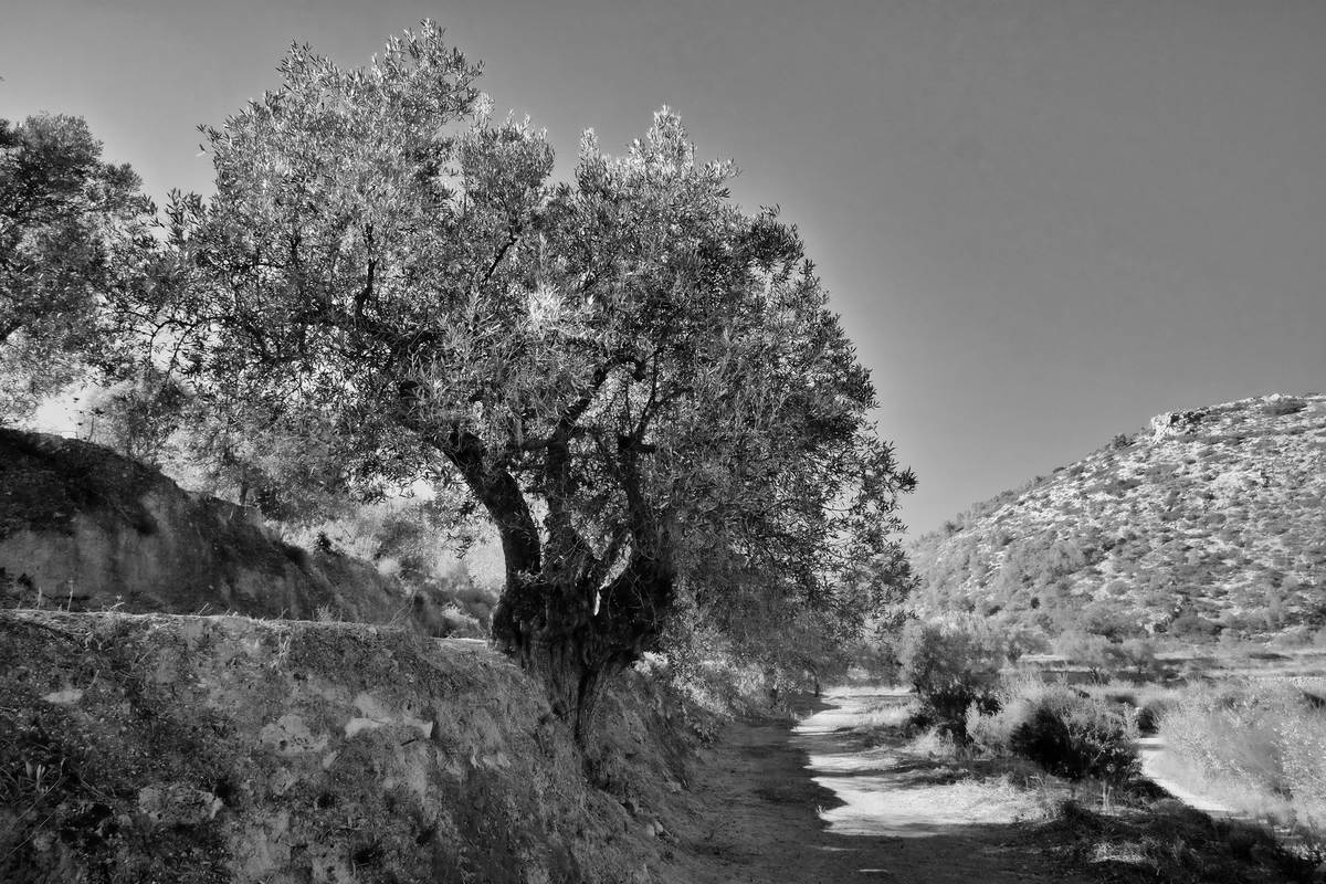Olivenbaum