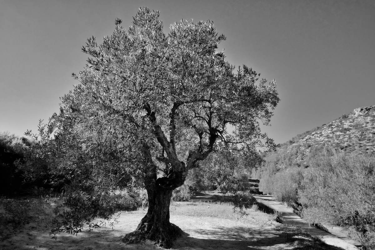 Olivenbaum
