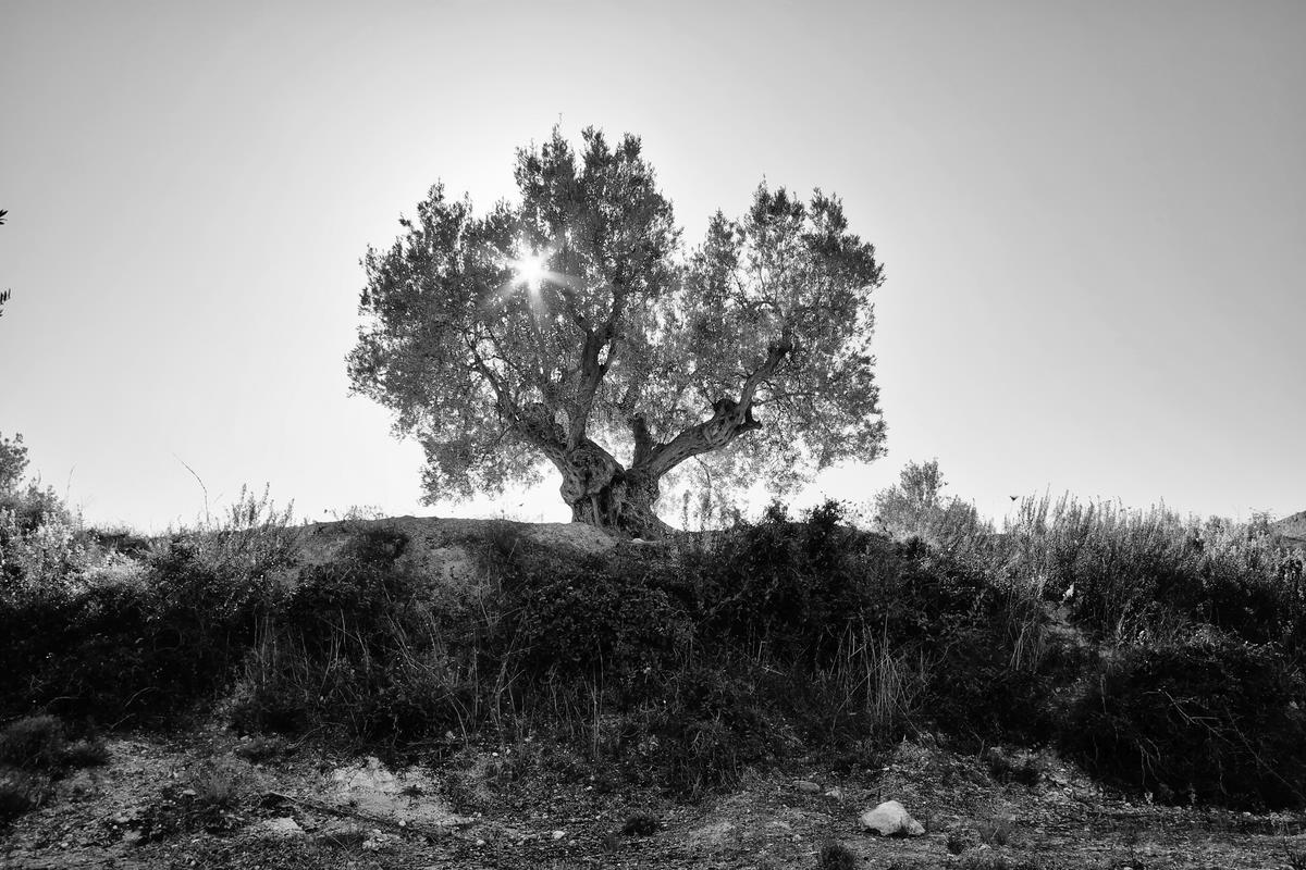 Olivenbaum