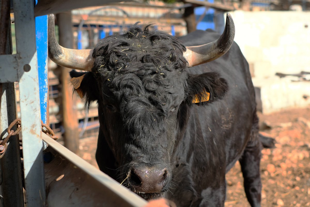 Stier