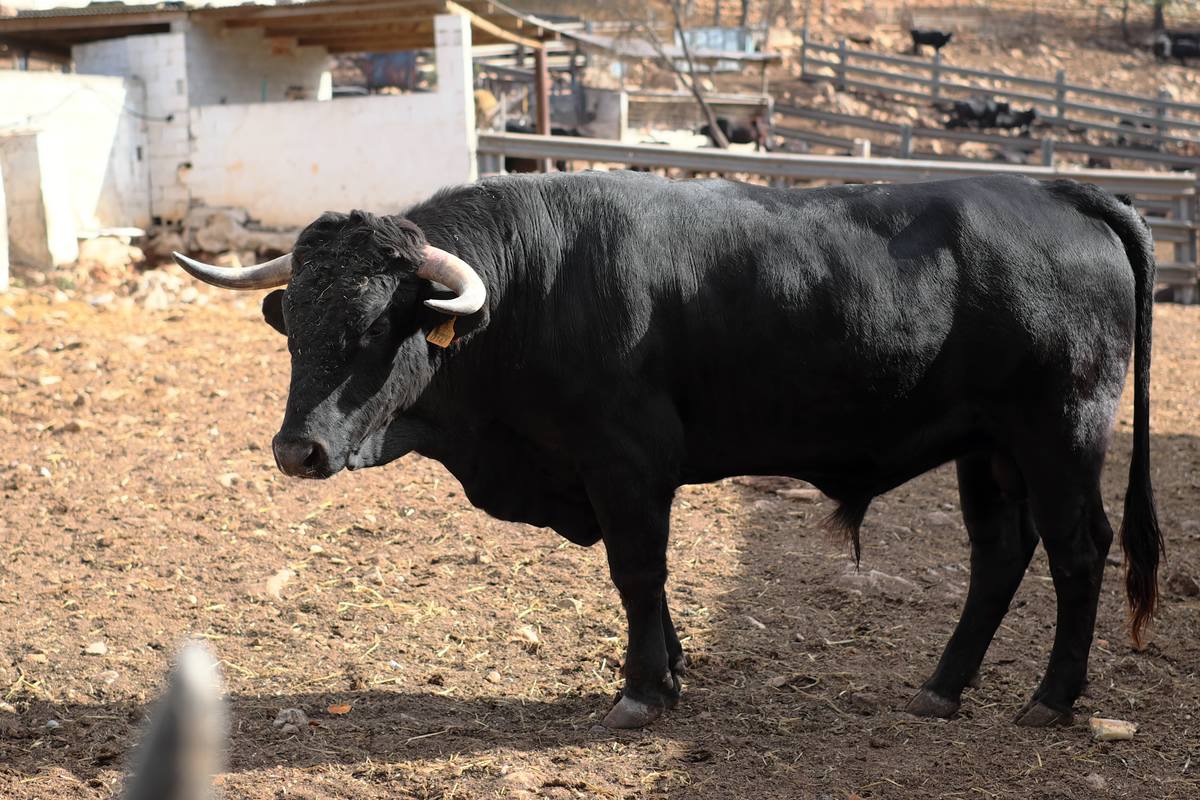 Stier