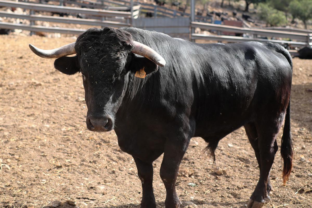 Stier