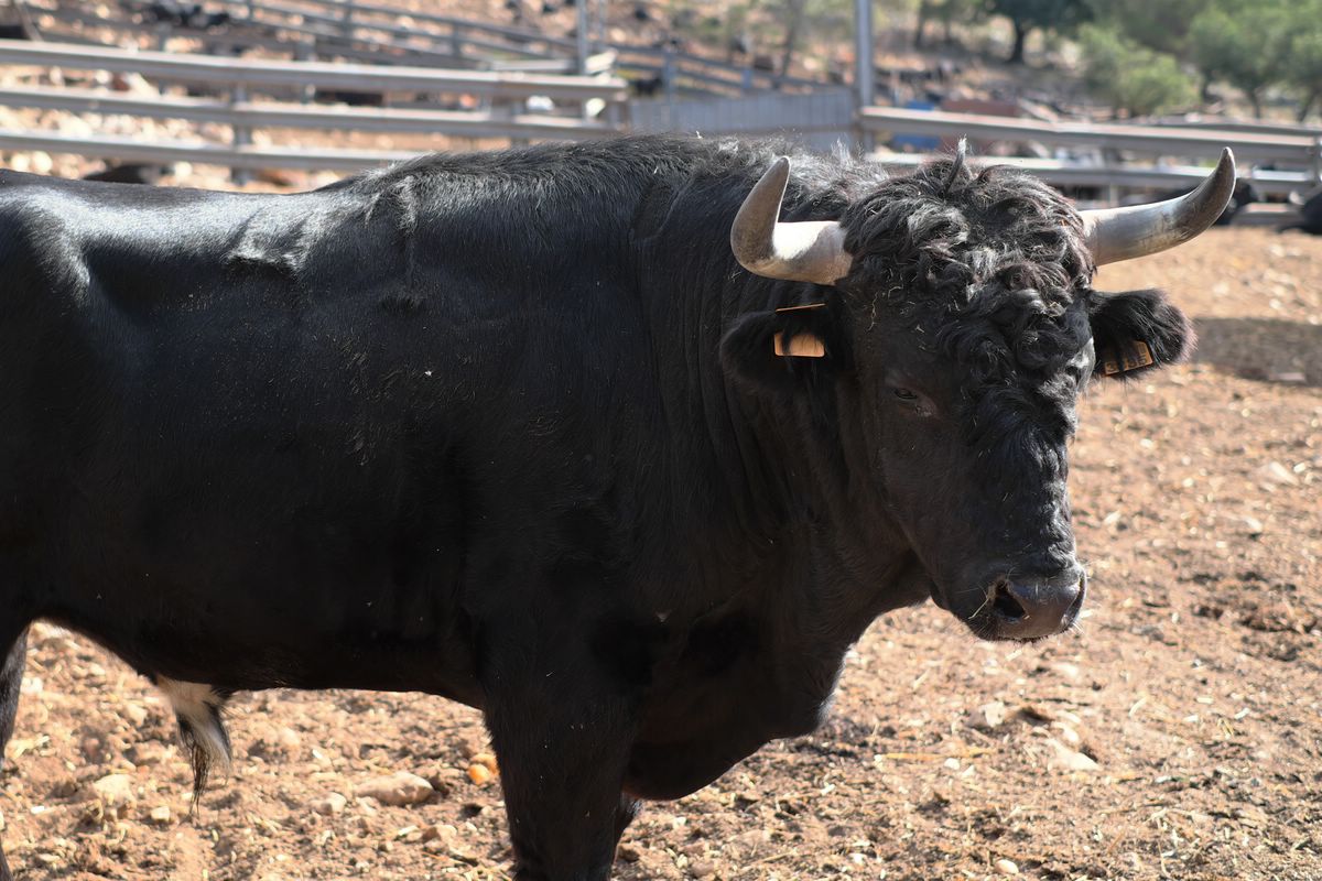 Stier